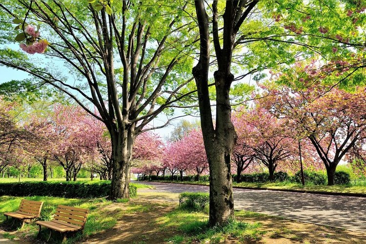 Parc Kawagoe Suijo 6