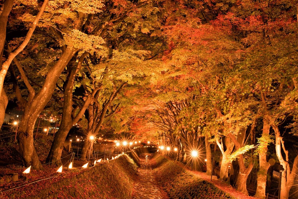 อุโมงค์ใบเมเปิ้ลคาวากุจิโกะ (Kawaguchiko Momiji Corridor)