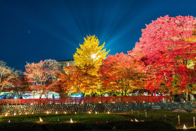 Kawaguchiko Momiji Kairo (Maple Corridor)
