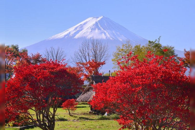 Kawaguchiko Momiji Kairo (Maple Corridor) 2