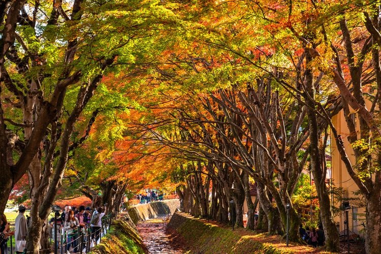 Kawaguchiko Momiji Kairo (Maple Corridor) 3