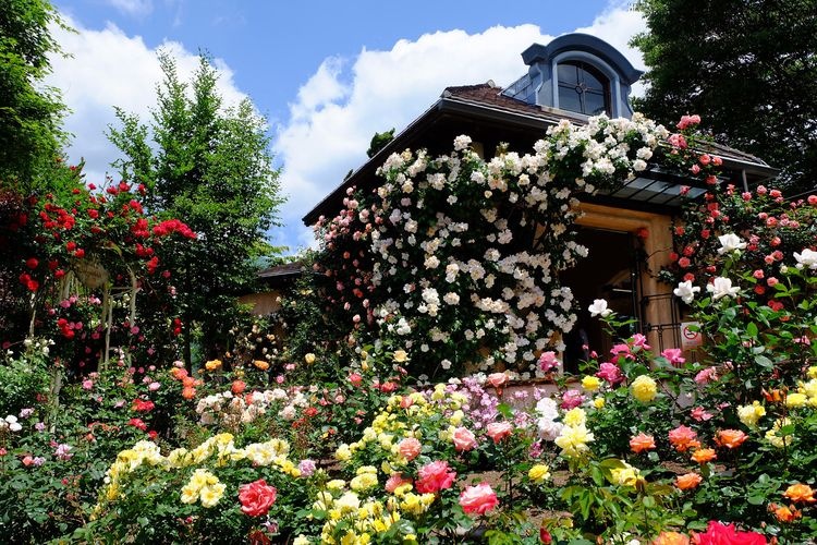 Kawaguchiko Music Forest Museum 2