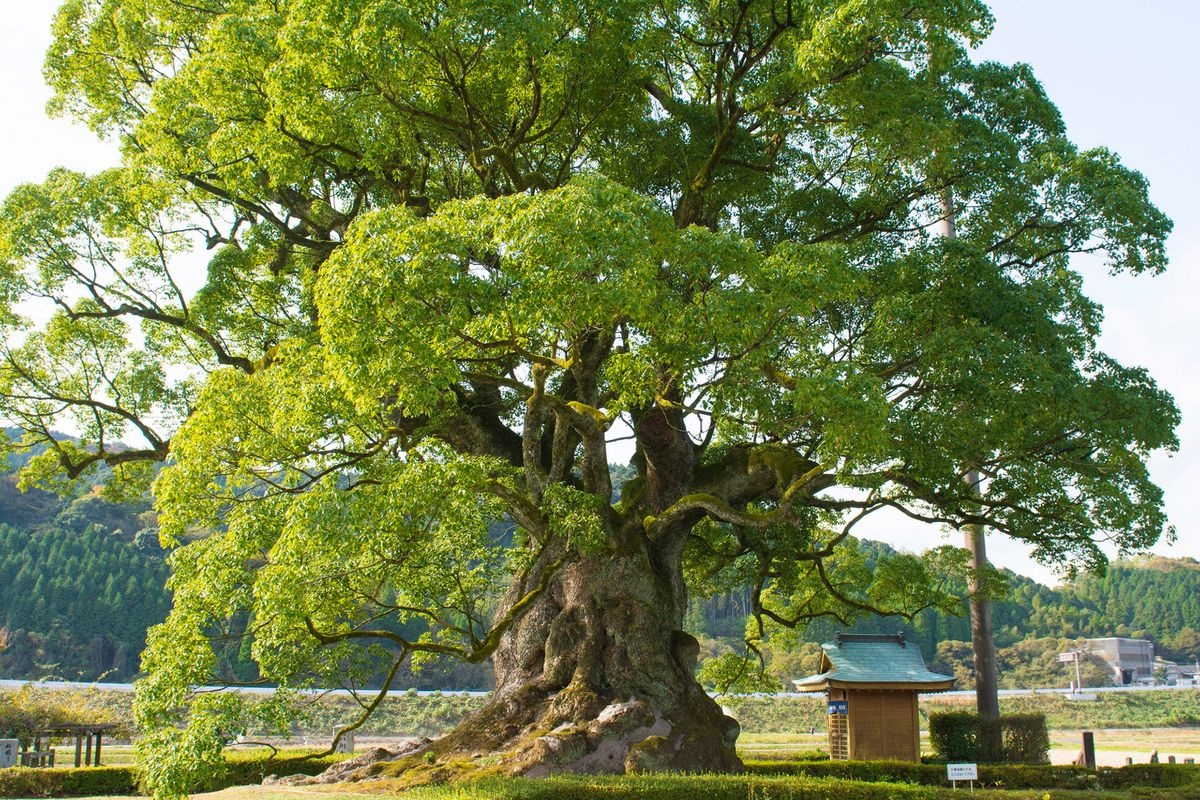 川古の大楠公園