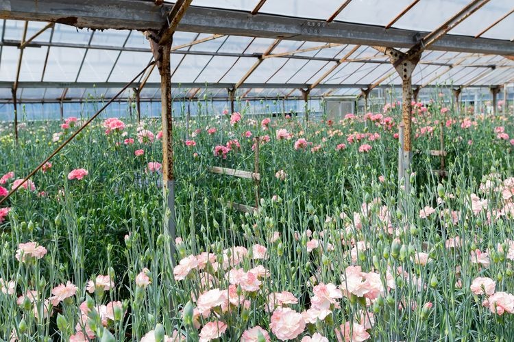 Kawazu Carnation Exhibition Garden