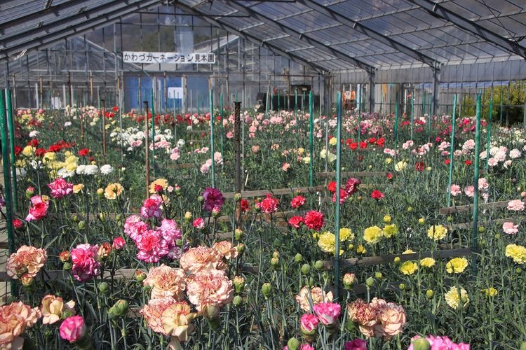 Vườn mẫu Hoa Cẩm chướng Kawazu 3