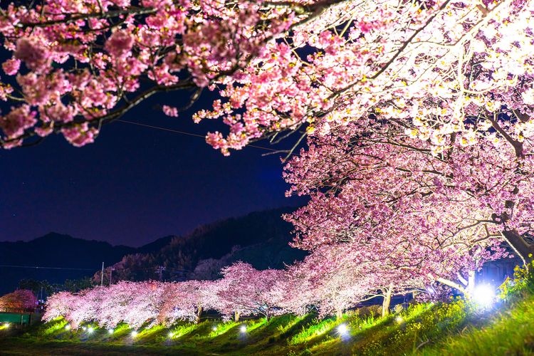 Kawazu Sakura Promenade 2
