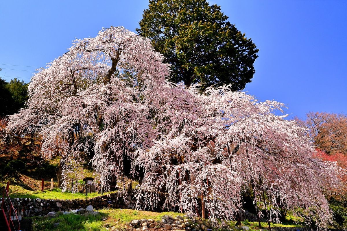 Cây anh đào weeping cherry Koga Kuyoto