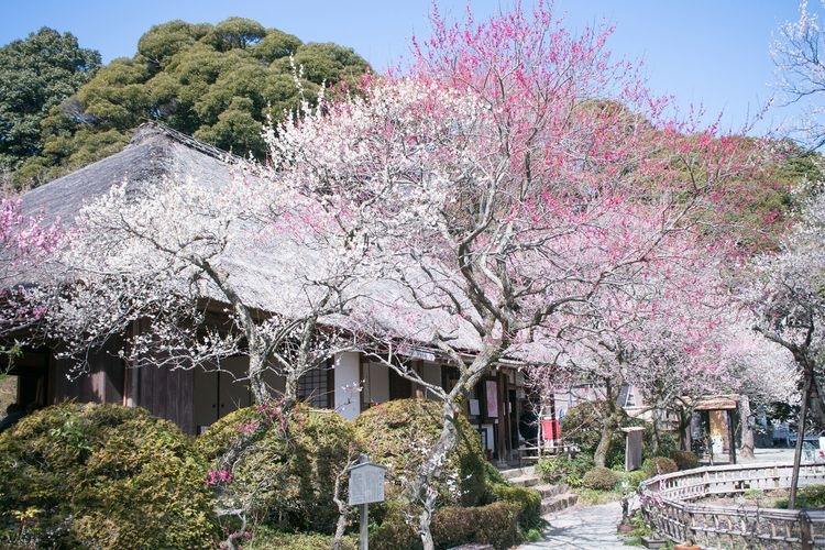Keio Mogusaen Garden 3