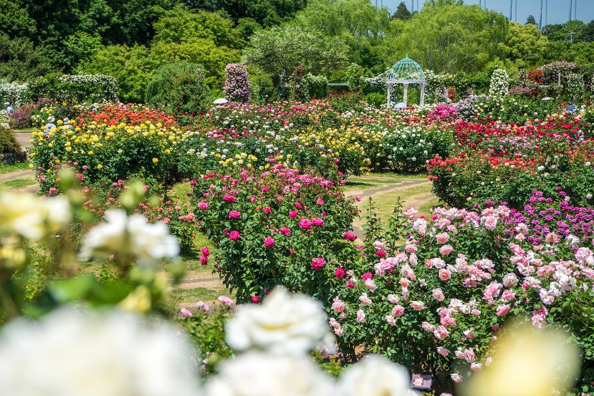 게이세이 장미원 (Keisei Rose Garden)