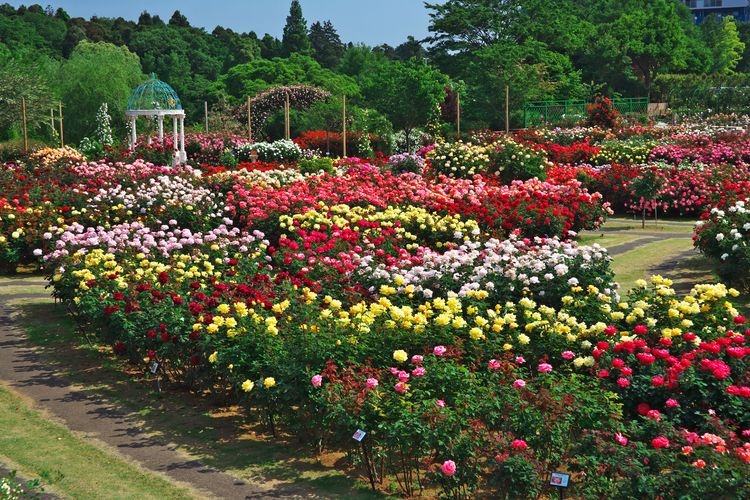 Keisei Rose Garden
