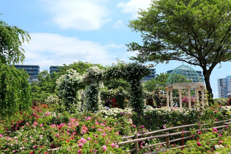 Keisei Rose Garden 3