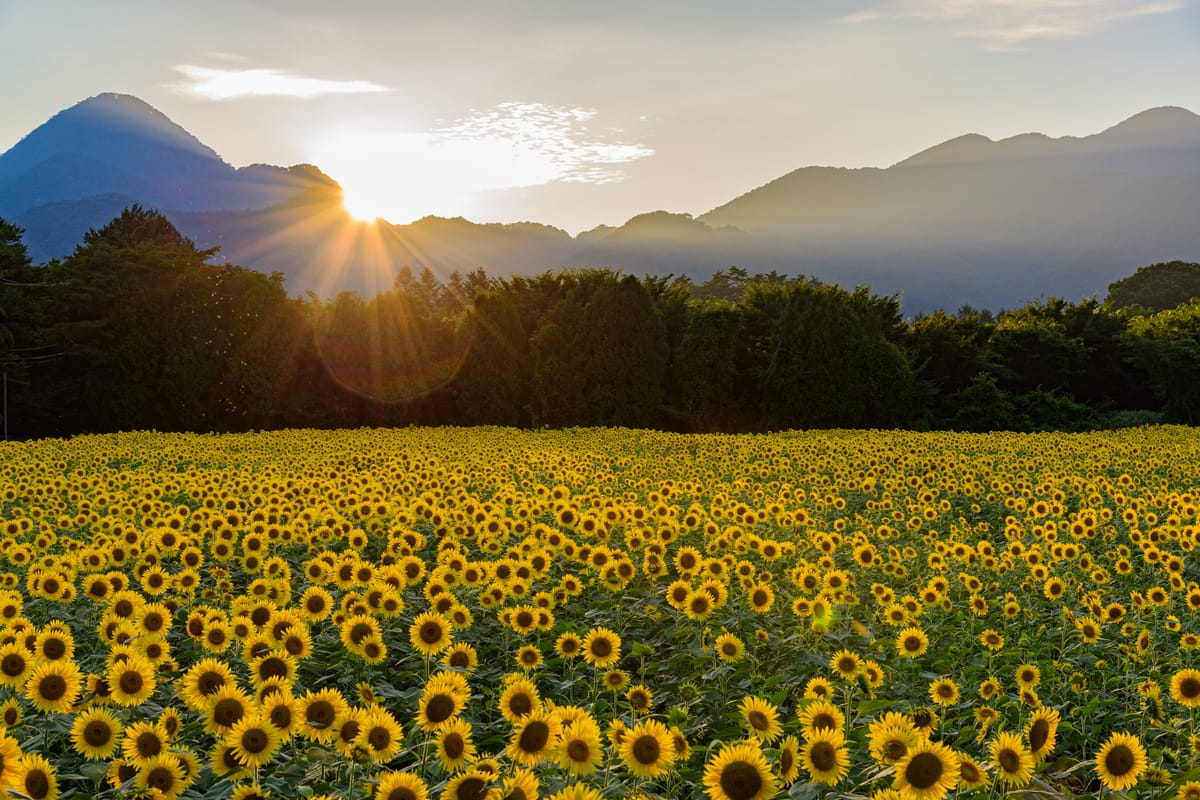 煙山向日葵公園 (Kemuyama Sunflower Park)