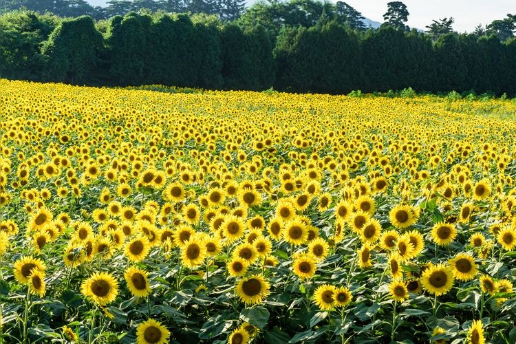 煙山向日葵公園 (Kemuyama Sunflower Park)