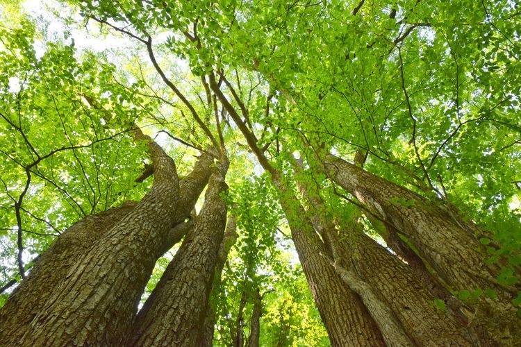 Kenkei (The Sword Katsura Tree)