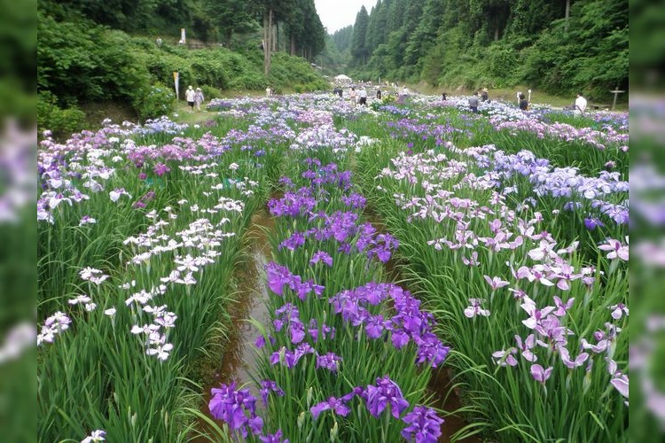 Kenmin Koen Ranjo-no-Mori Forest Park