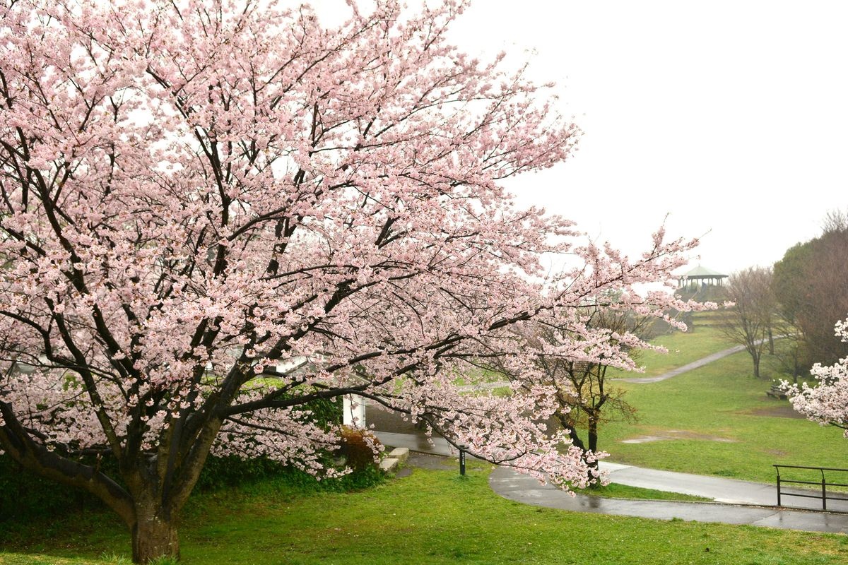 Kenritsu Shiki no Mori Park