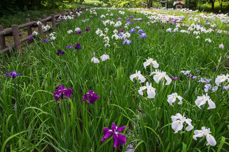 Kenritsu Shiki no Mori Park