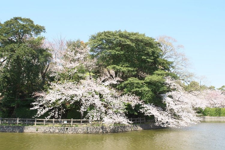 Parque Kamejo