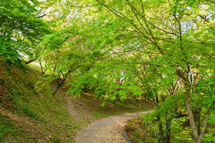 Kikuchi Park