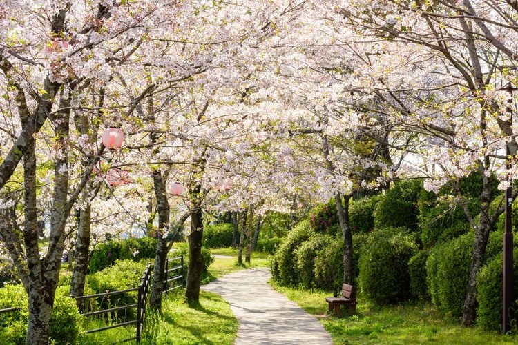 Kikuchi Park 2