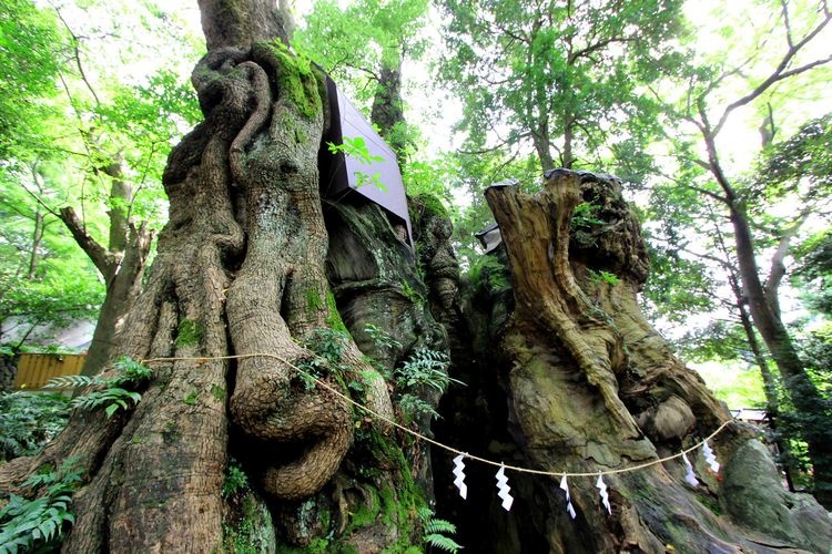 來宮神社 2