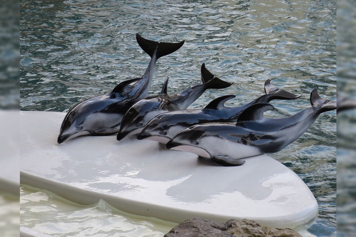 城崎マリン世界 (Kinosaki Marine World)