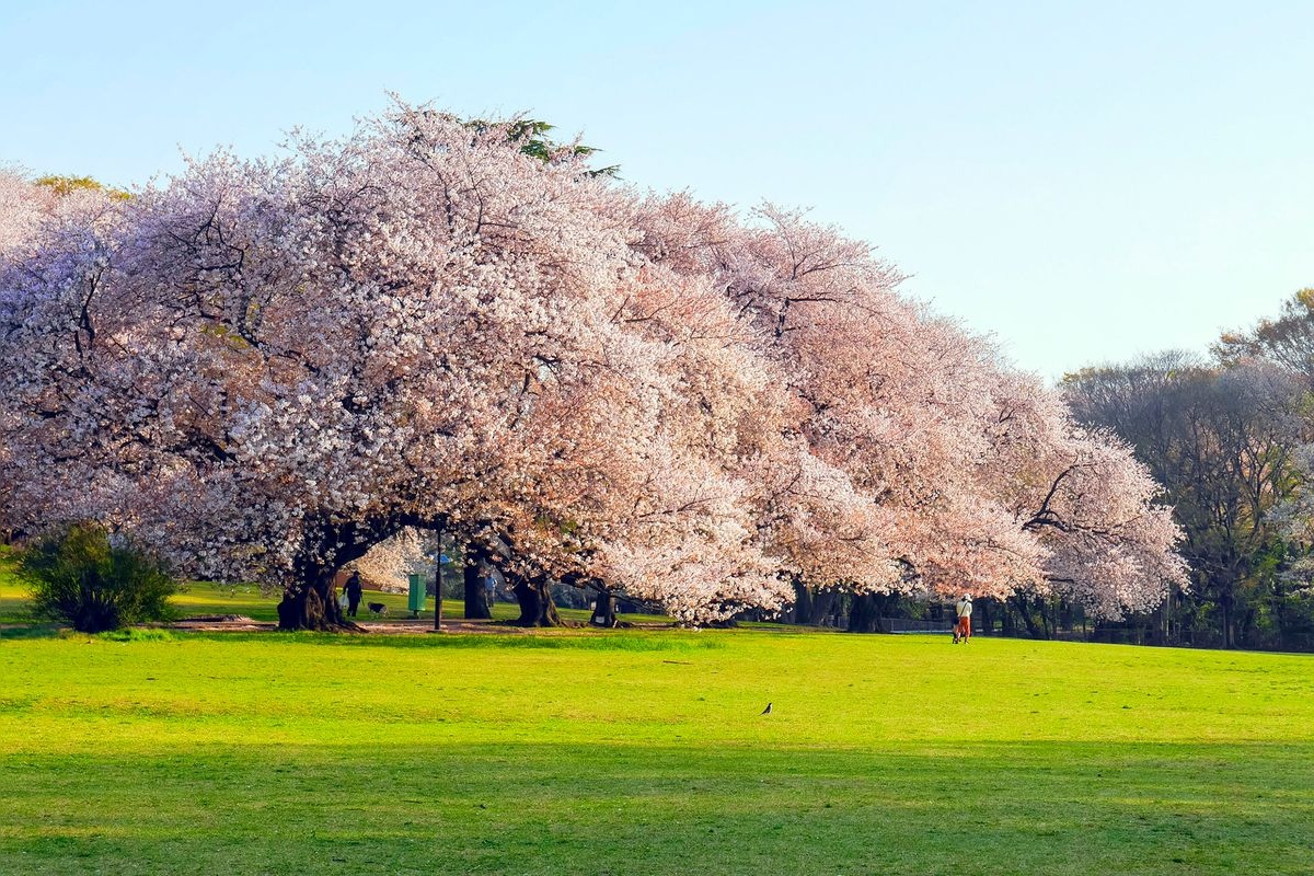 Parco Kinuta