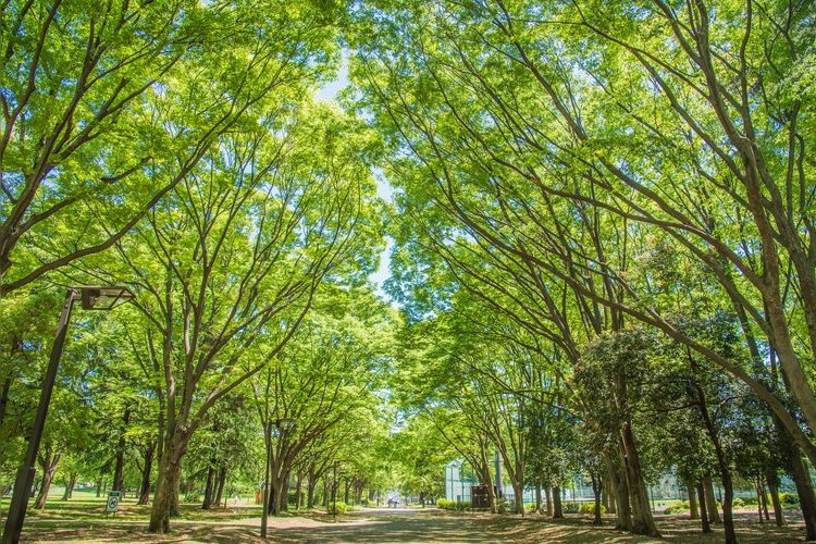 Parco Kinuta 2