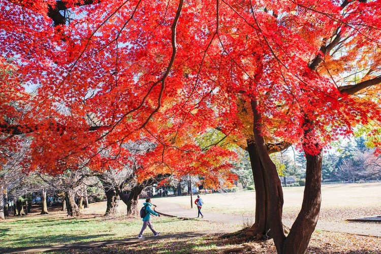 Parco Kinuta 3