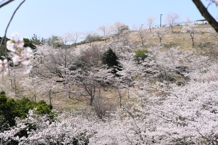 Parc Kirishima Shinwa no Sato et Station de Route 'Kirishima'