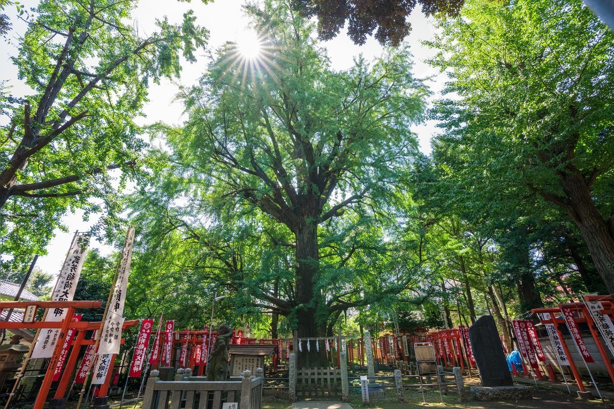 鬼子母神 (法明寺)