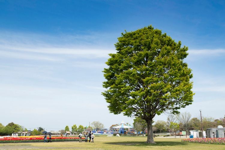 Kiso Sansen Park Center (National Kiso Sansen Park) 2