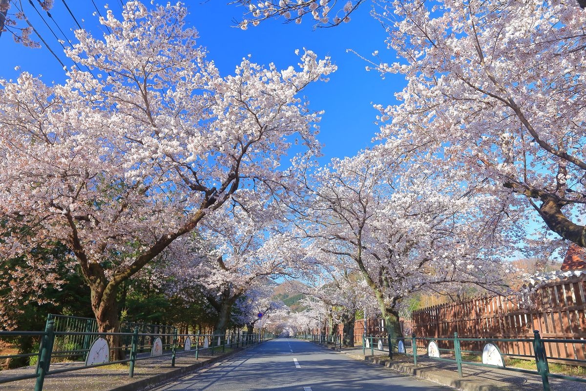 Kita-zakura Dori (Nagatoro)