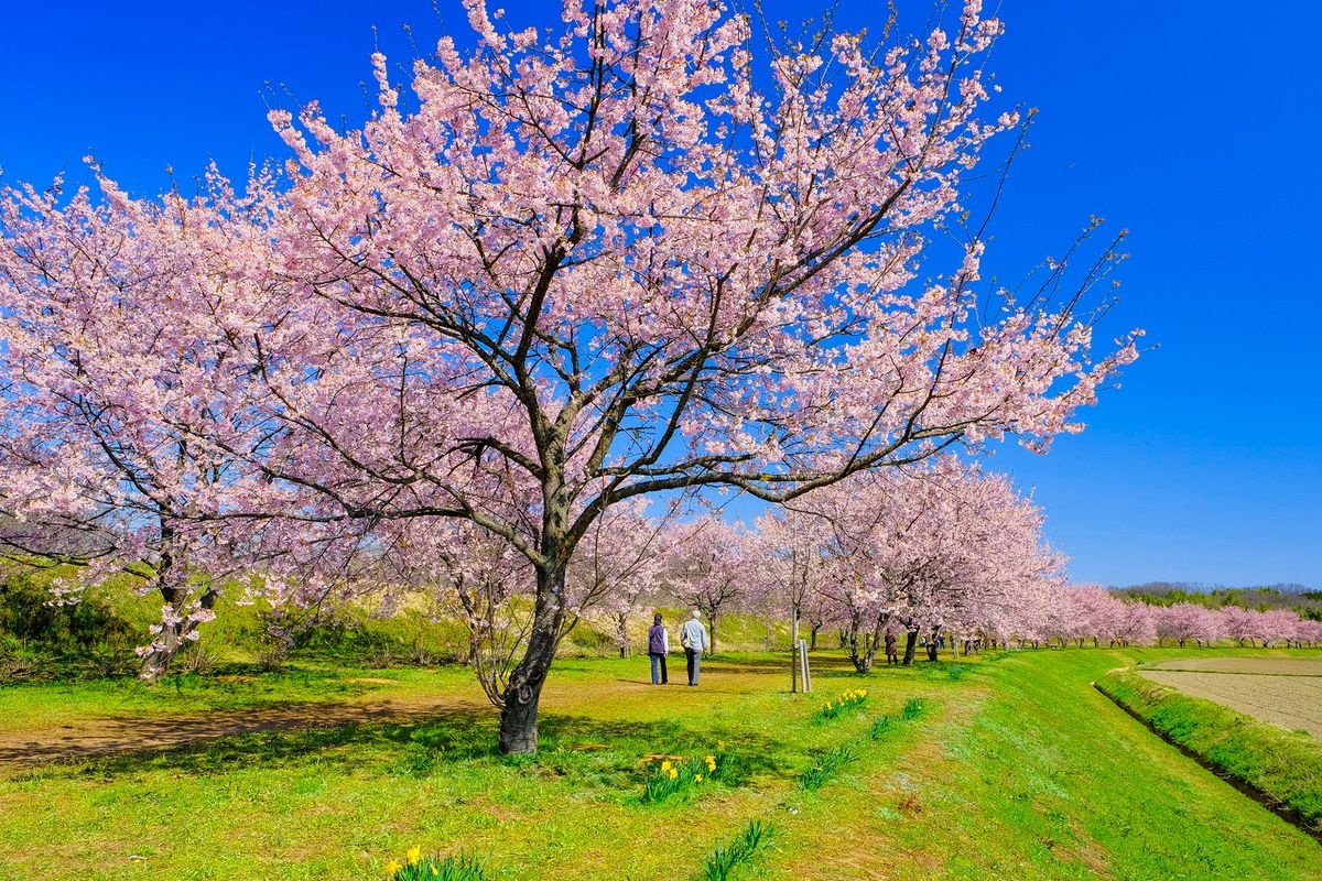 สวนสาธารณะ Kitaasaba Sakura Tsutsumi