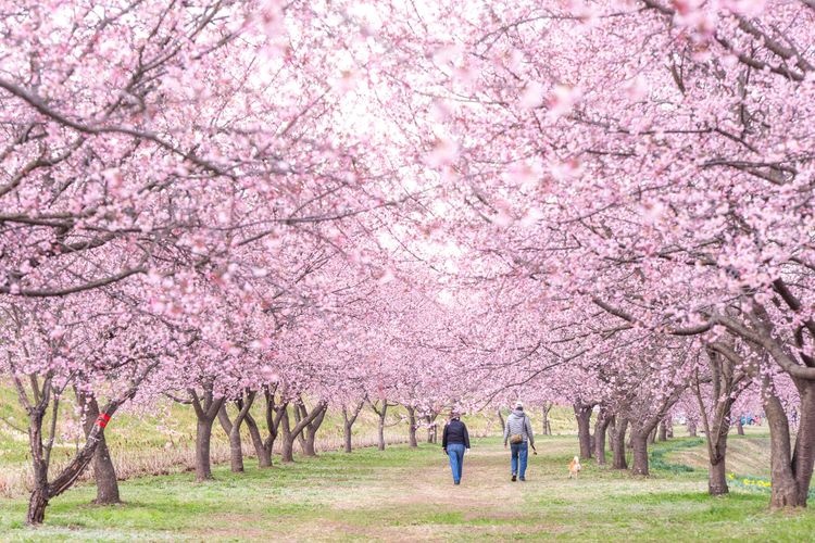 Kitaasaba Sakura Tsutumi Park