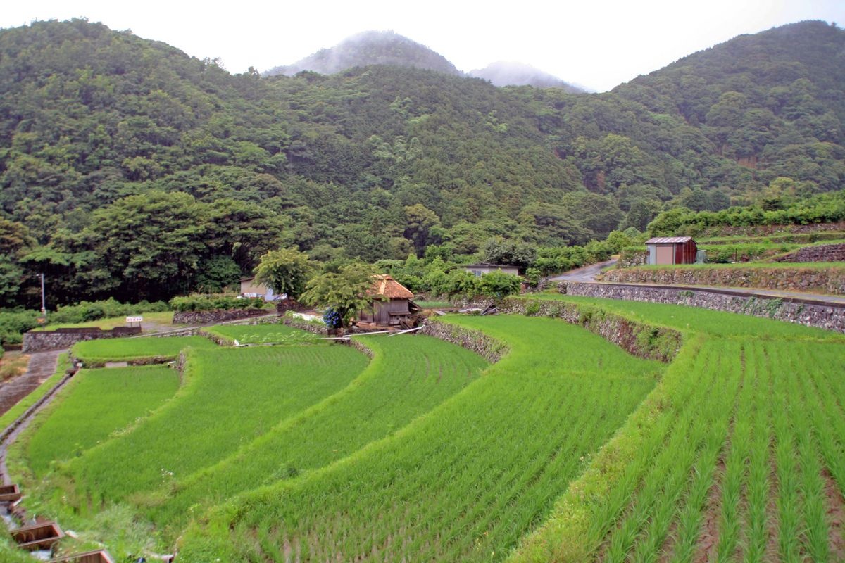 Kitayama Rice Terraces