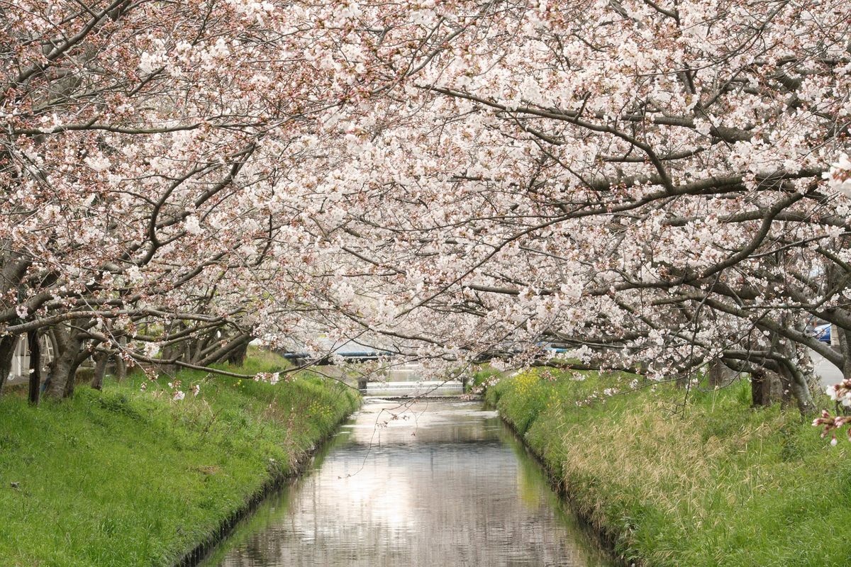 屋久島