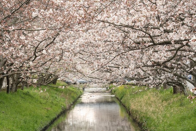 屋久島