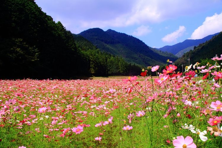 Kiyozumi Cosmos Field