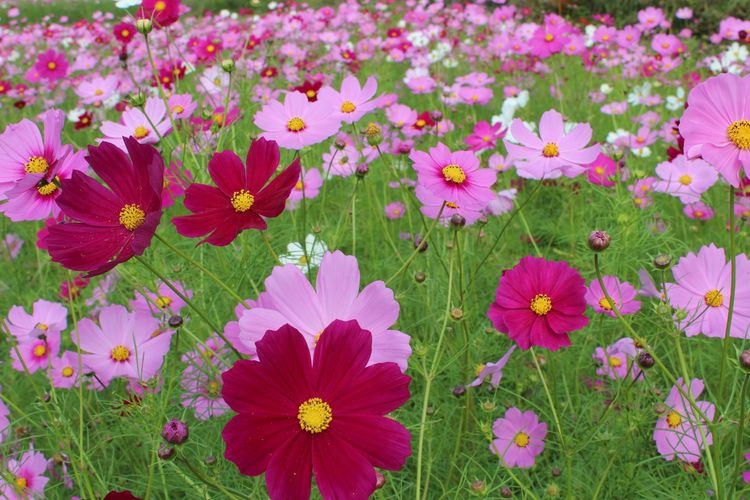 Kiyozumi Cosmos Field 3