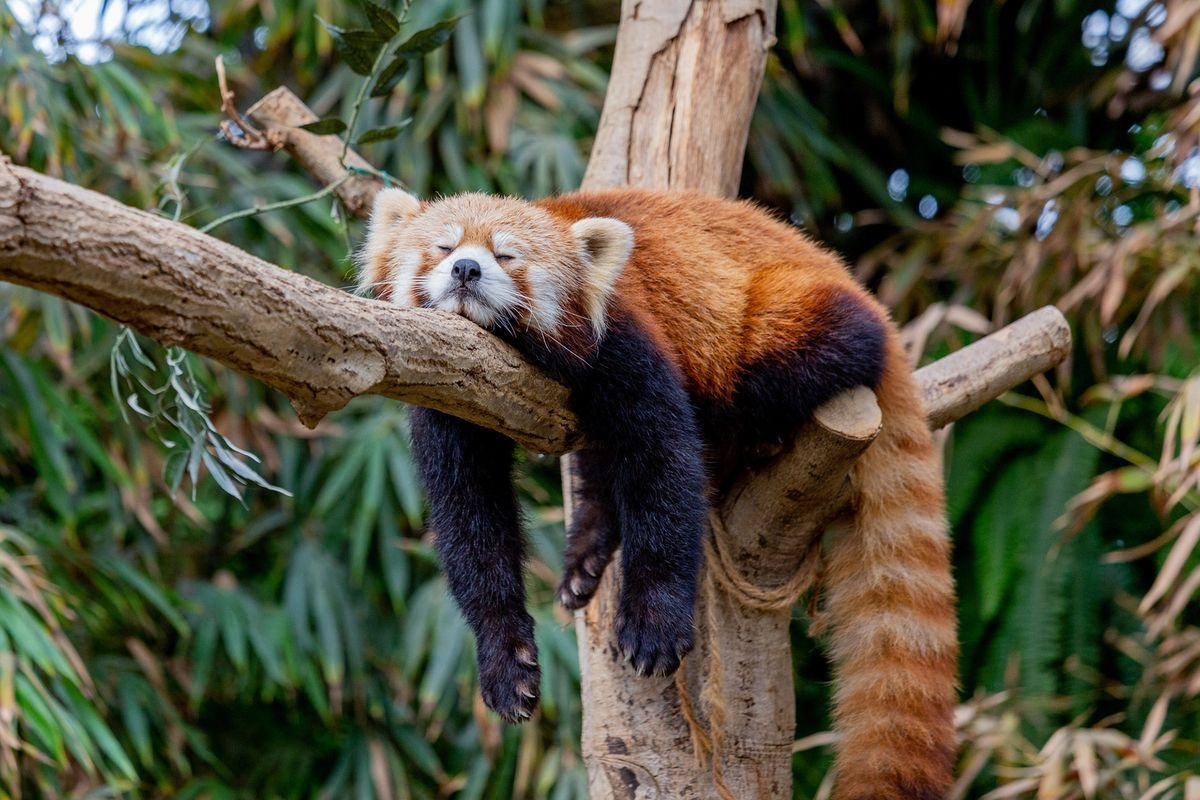Kobe Animal Kingdom