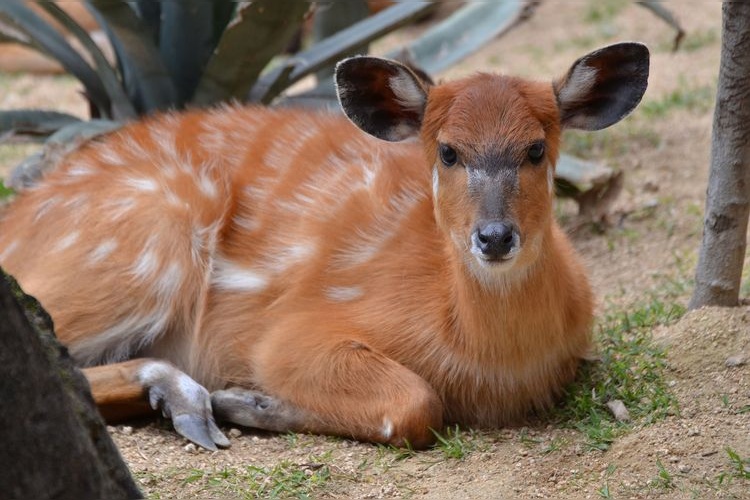 Kobe Animal Kingdom