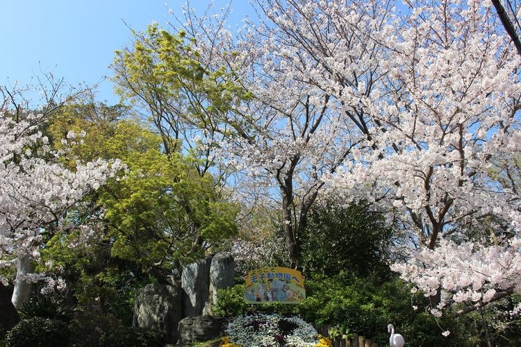 고베 시립 오지 동물원