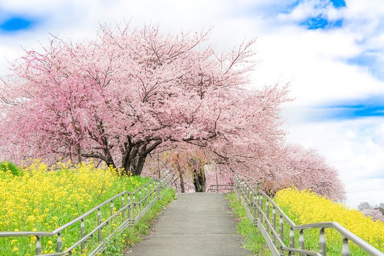 Kogaigawa Fureai Park (Homic Fureai Park)