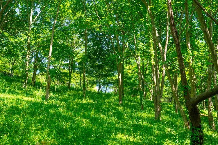 公渕森林公園 3
