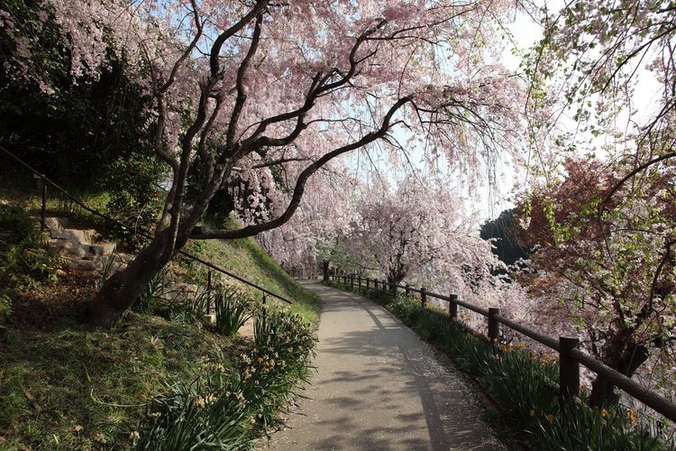 Parc Culturel de Koda
