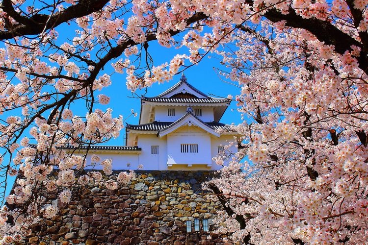 Château de Kōfu (Parc de Maizuru) 4