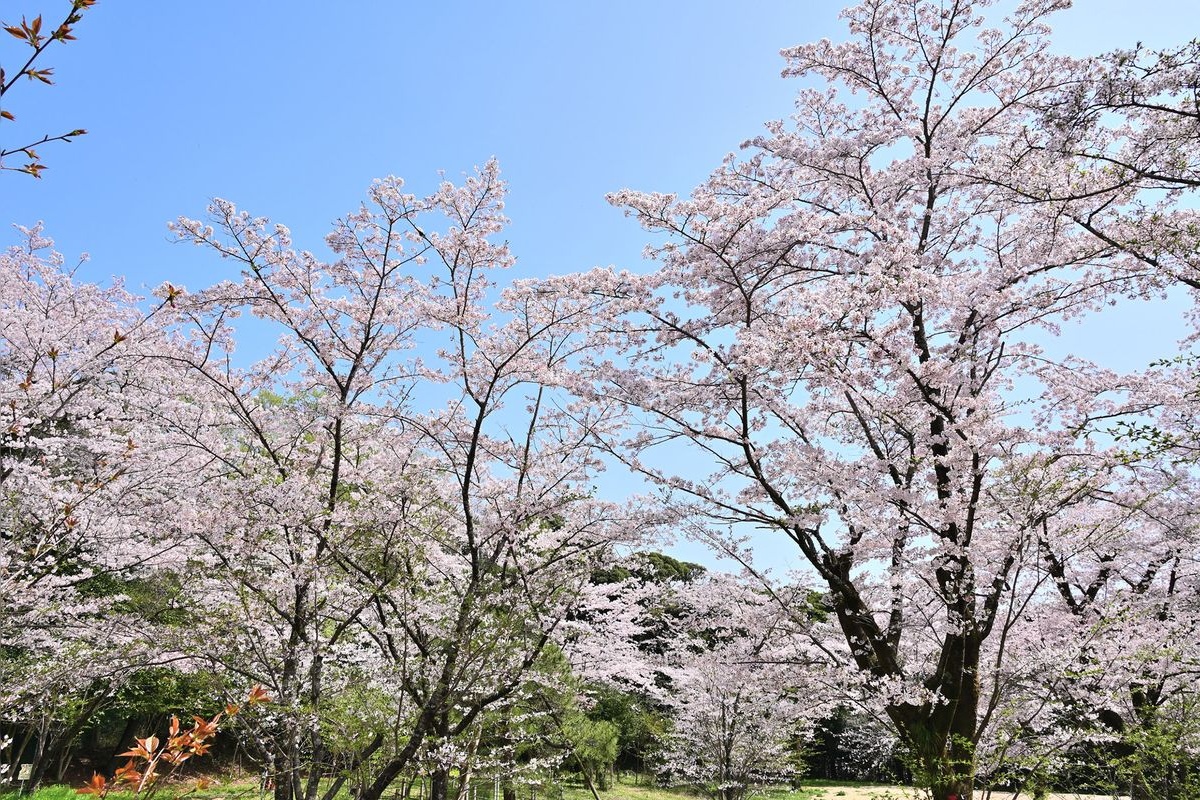 코보야마 공원 (Kobo-yama Park)