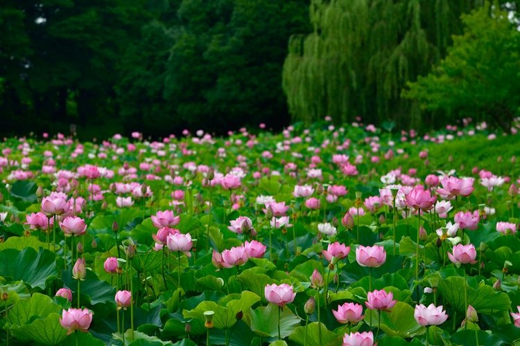 Koga Kobo Park (Koga Sogo Park)