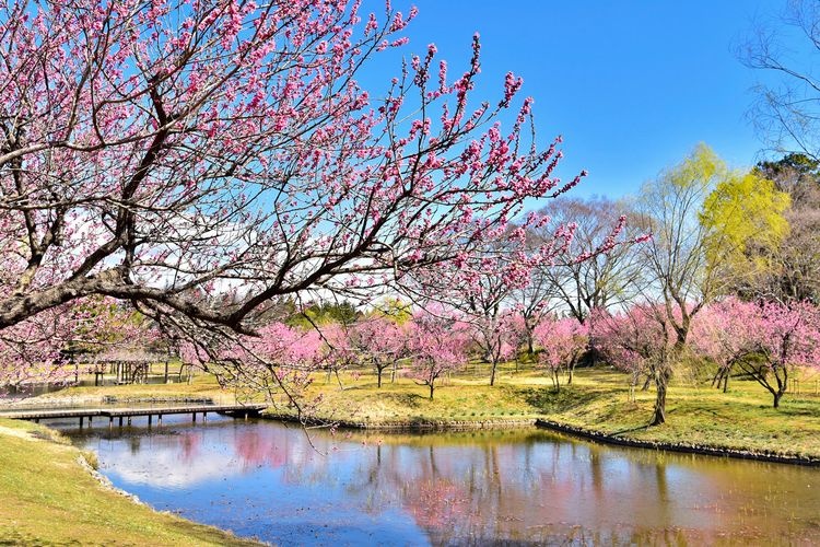 Koga Kobo Park (Koga Sogo Park) 2